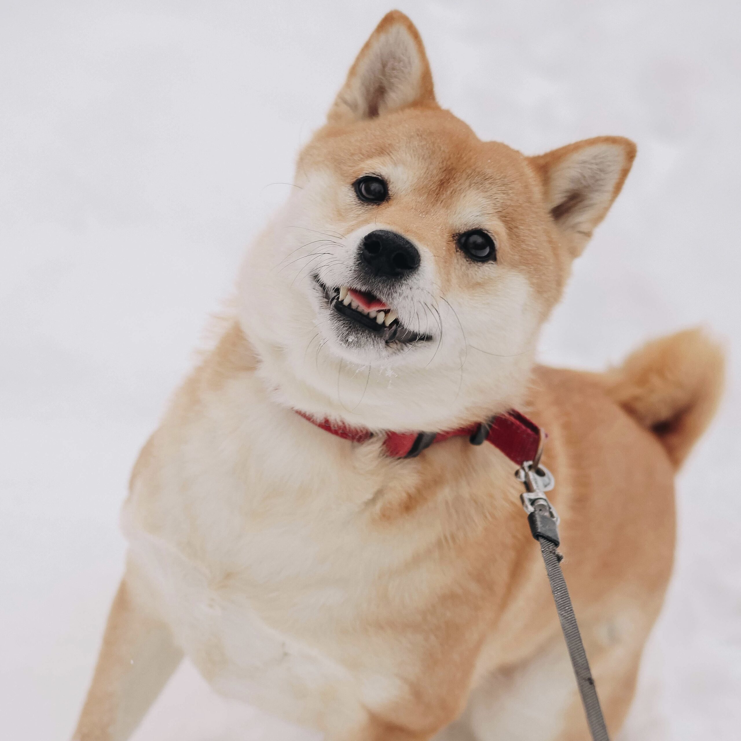 pet products supplier